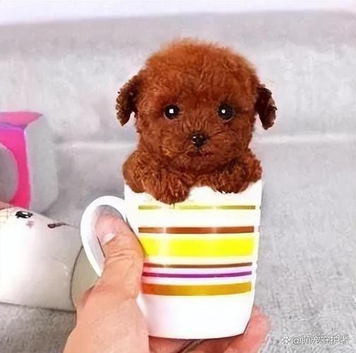 茶杯貴賓犬壽命多長(zhǎng)_貴賓微小體和茶杯犬區(qū)別_微小茶杯貴賓犬