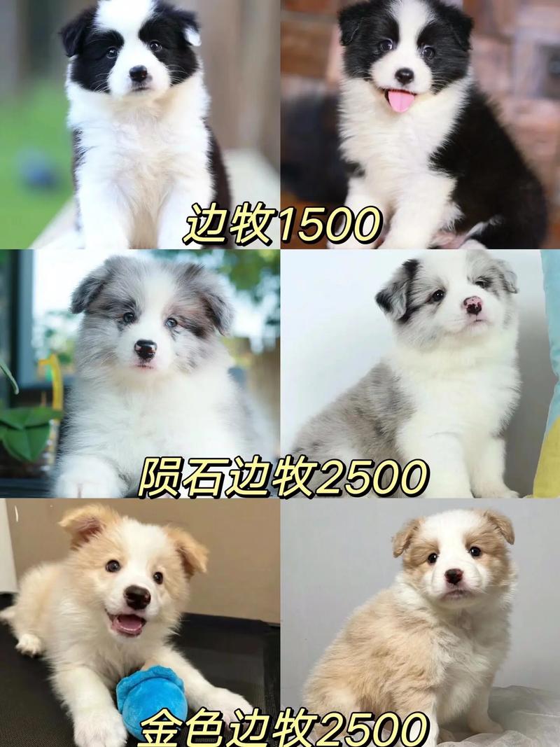 邊境犬售價牧羊犬多少錢_邊境犬售價牧羊犬貴嗎_邊境牧羊犬售價