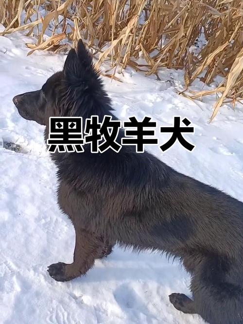 比利時(shí)黑色牧羊犬_黑色的比利時(shí)牧羊犬_比利時(shí)犬黑色牧羊犬圖片