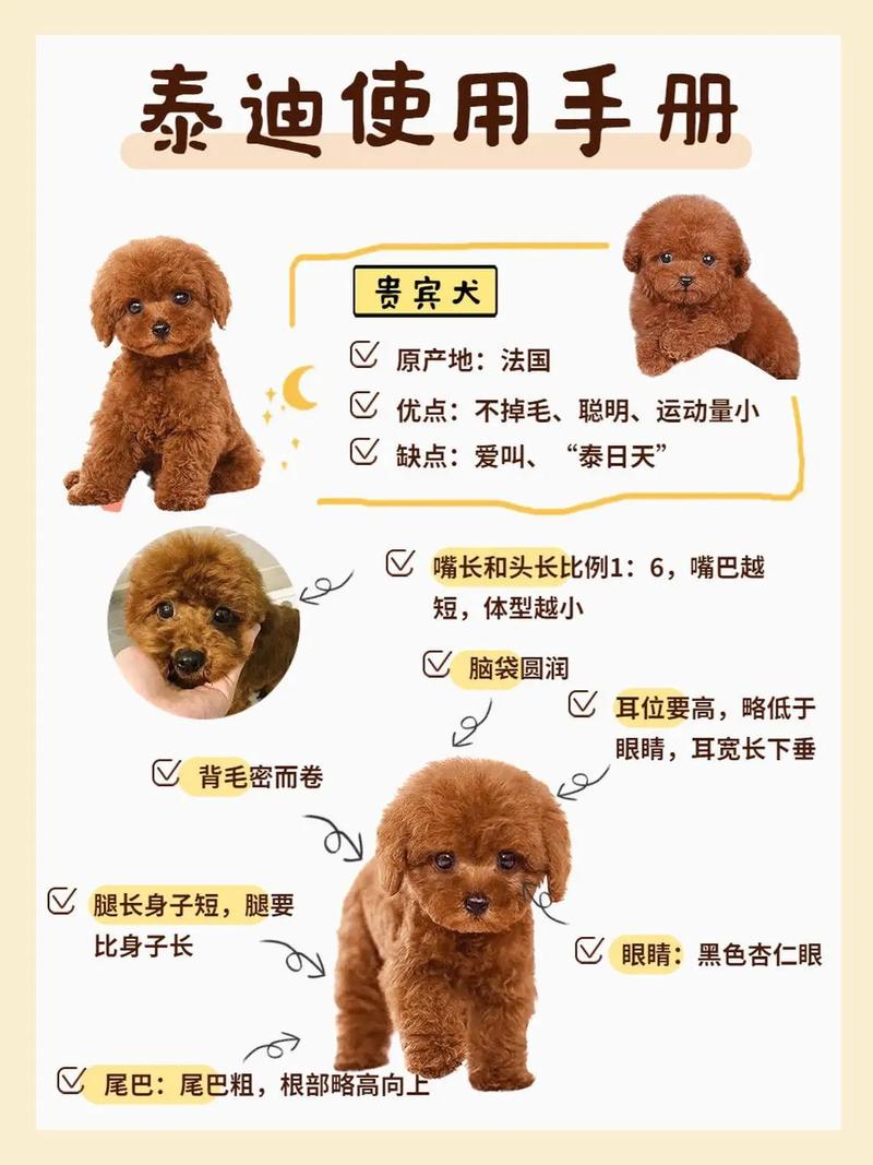 茶杯泰迪_茶杯泰迪犬壽命一般有多久_茶杯泰迪成年多少斤