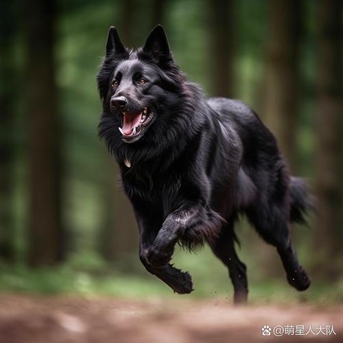 比利時(shí)牧羊犬_比利時(shí)牧羊犬視頻_比利時(shí)的牧羊犬