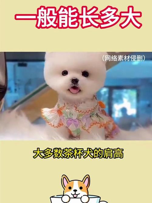 茶杯犬多少_茶杯犬泰迪成犬圖片_茶杯犬哪里有賣