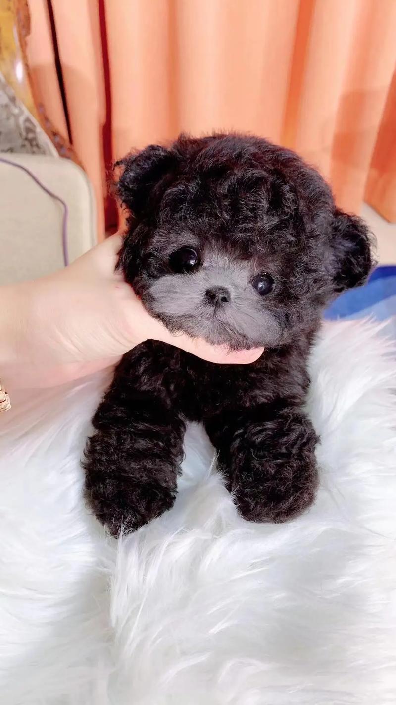 茶杯泰迪_茶杯泰迪體型對(duì)照表_茶杯泰迪犬壽命一般有多久