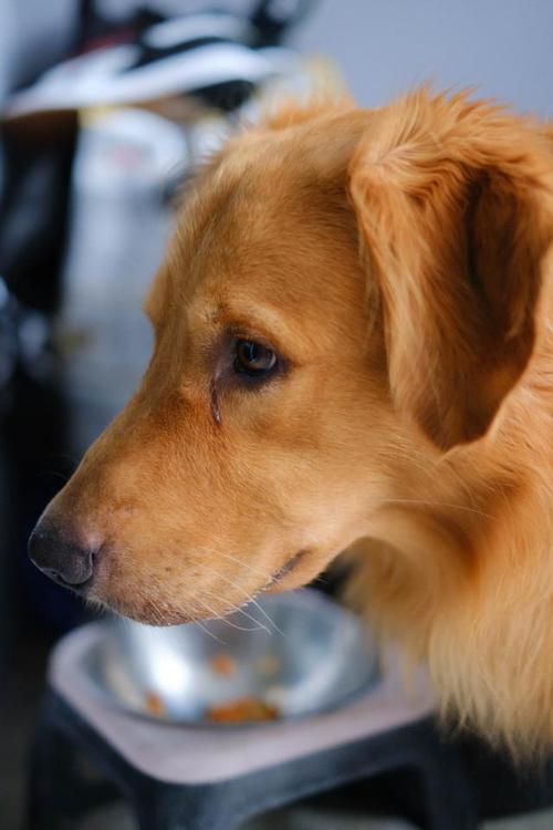 金毛幼犬需要準(zhǔn)備什么_金毛犬需要剪毛嗎_金毛犬要