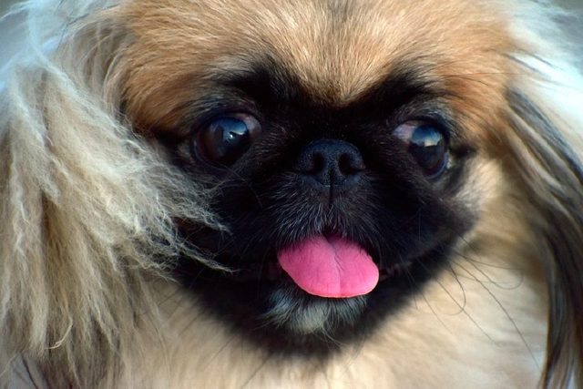 拉布拉多寵物犬_拉布拉多犬的介紹_拉布拉多犬介紹