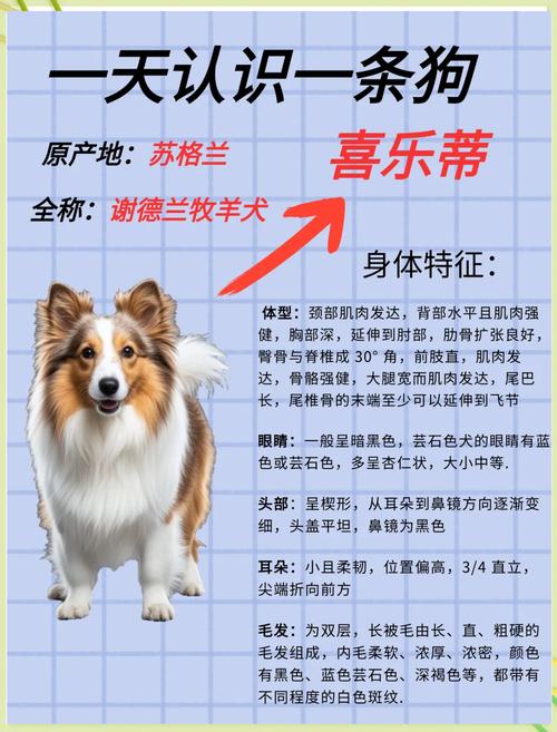 喜樂蒂牧羊犬_喜樂蒂牧羊犬貴嗎_喜樂蒂牧羊犬視頻