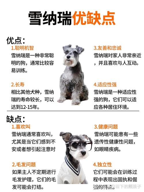 雪納瑞_雪納瑞多少錢一只_雪納瑞圖片