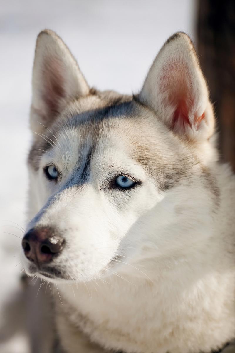 雪橇狗哈士奇_哈士奇雪橇犬有受虐傾向嗎_哈士奇是雪橇犬嗎
