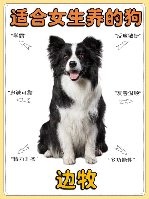邊境牧羊犬牧羊_邊境牧羊犬價錢_邊境牧羊犬多錢