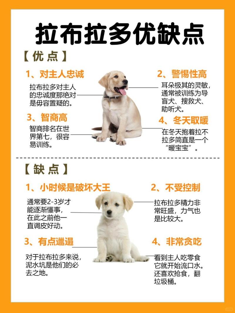 拉布拉多犬的介紹_犬類拉布拉多_拉布拉多犬介紹