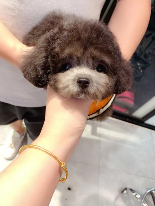 茶杯泰迪狗糧什么牌子好_茶杯泰迪狗_茶杯泰迪狗狗多少錢一只