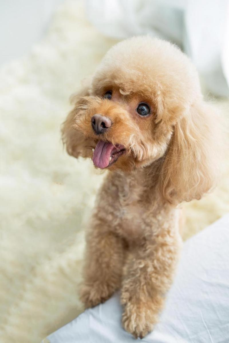 犬泰迪咳嗽怎么辦_貴賓犬泰迪_泰迪犬
