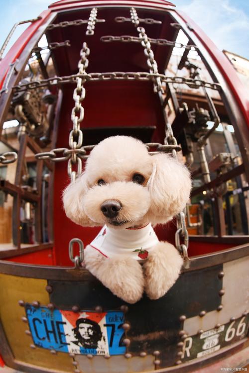 玩具貴賓犬fci標(biāo)準(zhǔn)_玩具貴賓幼犬_玩具貴賓犬