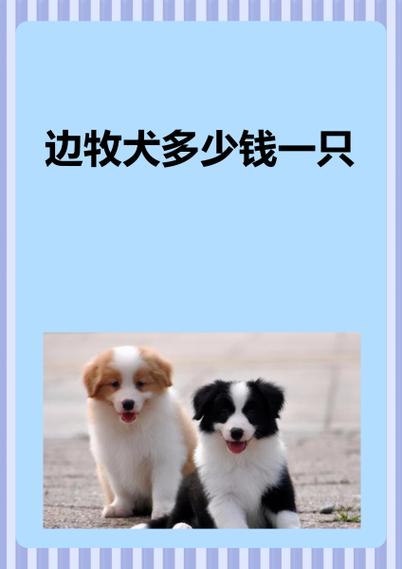邊境牧羊犬售價_邊境犬售價牧羊犬多少錢_邊境牧羊犬市場價