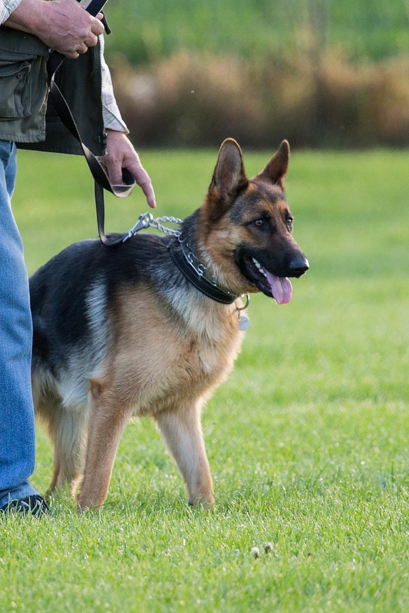 犬德牧羅威納白狼只吃什么_犬德牧窩咳可以吃人吃的藥嗎_德牧犬