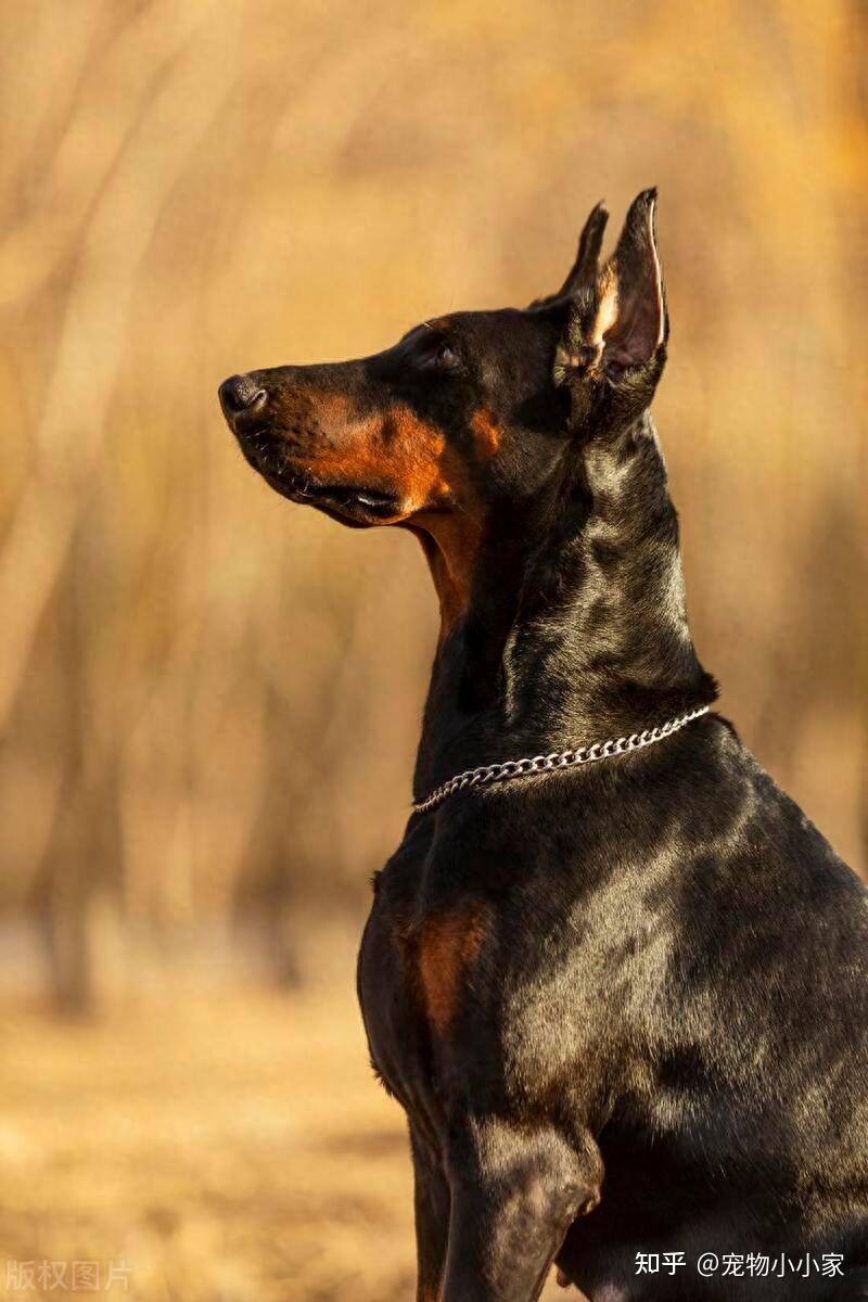 犬杜賓那個(gè)省喜歡的_杜賓犬_犬杜賓圖片