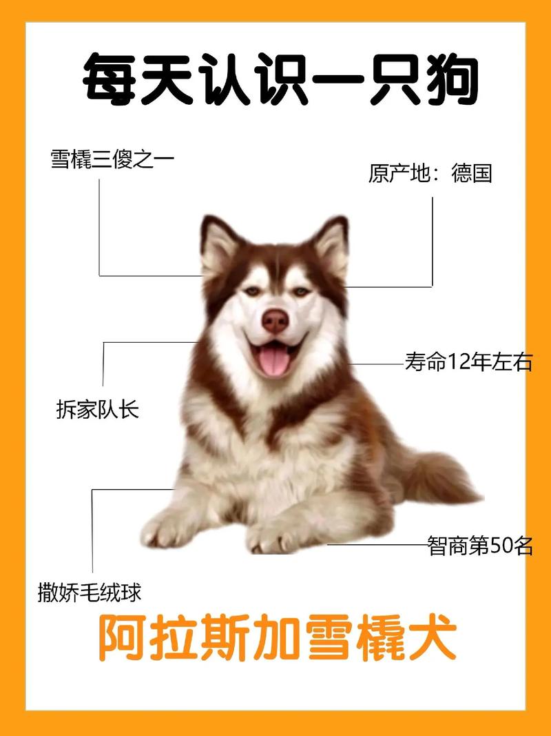 巨型阿拉斯加雪橇犬_大型阿拉斯加雪橇犬_巨型阿拉斯加雪橇犬多少錢一只