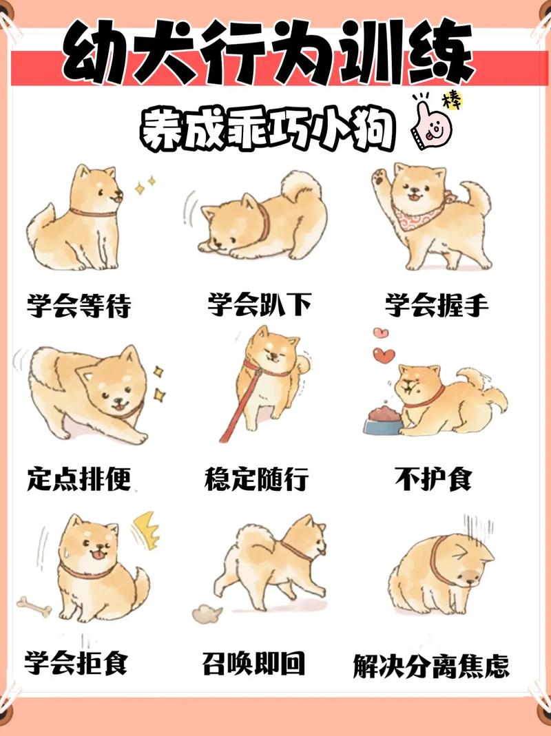 茶杯犬_茶杯犬哪里有賣_茶杯犬圖片
