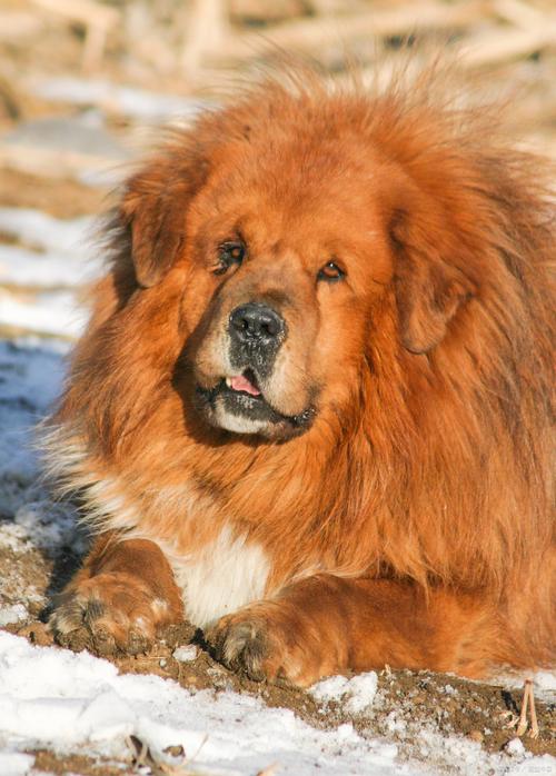 藏獒_藏獒多少錢(qián)一只_藏獒和狼誰(shuí)厲害