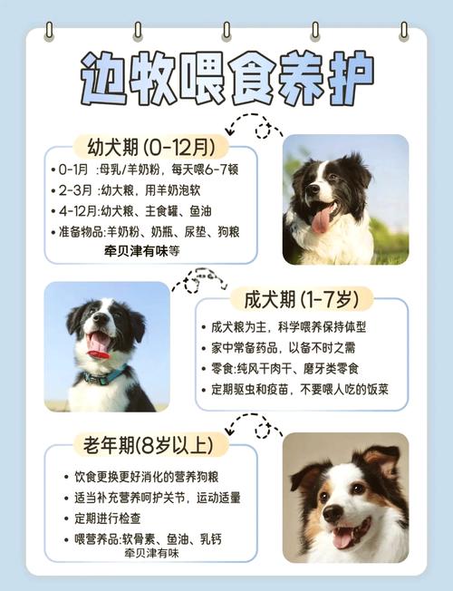 哪里有賣邊境牧羊犬_買邊境牧羊犬價錢_邊境牧羊犬出售800元