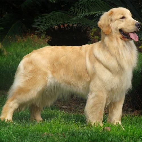 金毛獵犬的賞玩與訓(xùn)練_金毛獵犬價格_金毛獵犬