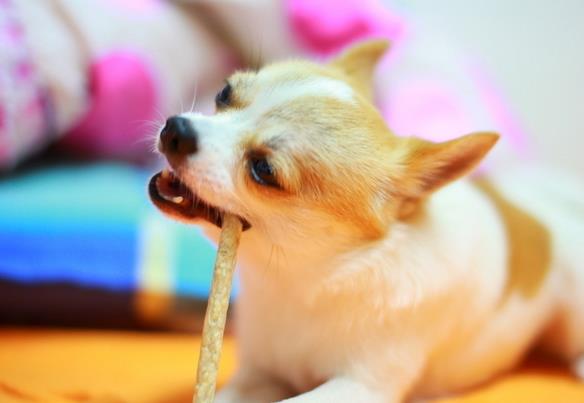 吉娃娃_娃娃吉祥話_娃娃吉祥物