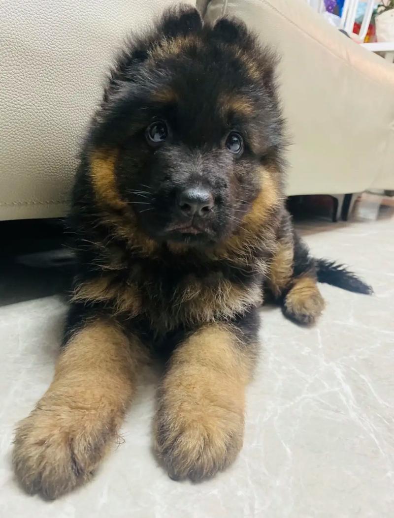 德國牧羊犬幼犬_德國牧羊犬幼狗_牧羊犬幼犬德國純種
