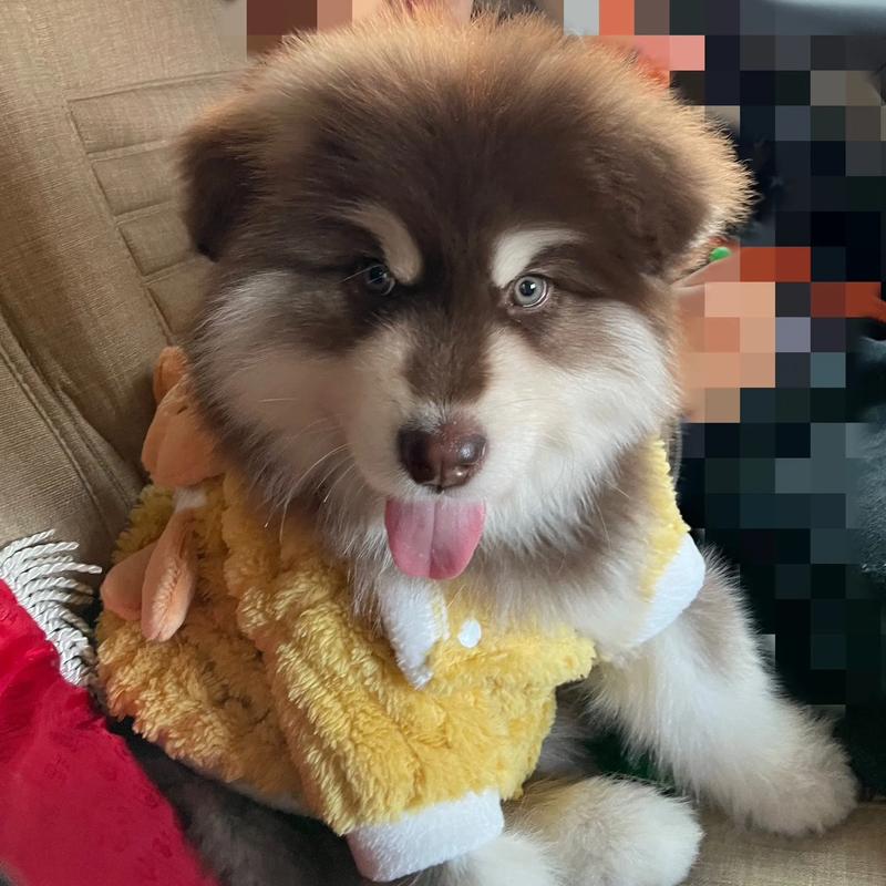 大型阿拉斯加雪橇犬_阿拉雪橇犬巨型狗狗_巨型阿拉斯加雪橇犬