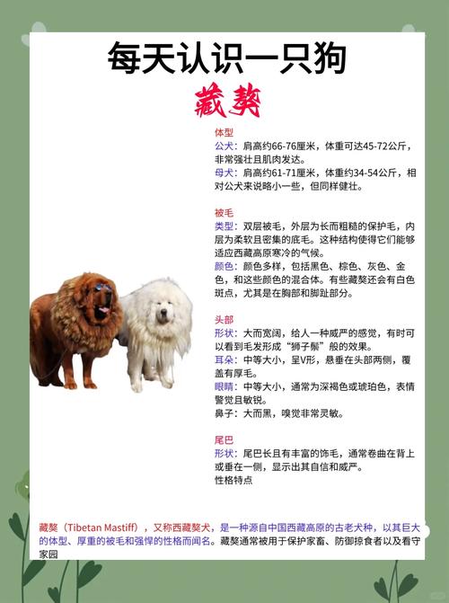 藏獒18萬(wàn)的小雄鷹_純種小藏獒價(jià)格_小藏獒