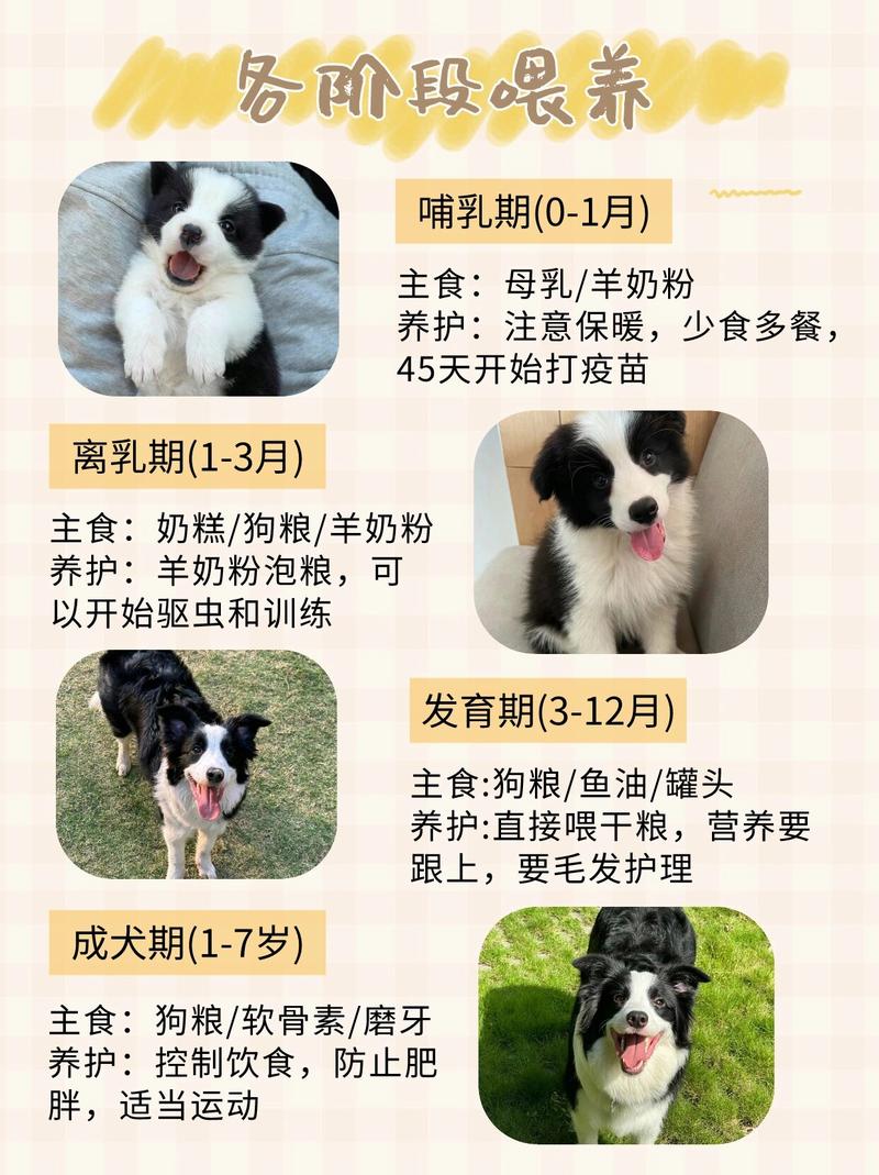 邊牧犬幼崽品相圖_邊牧犬幼崽_邊牧的幼犬