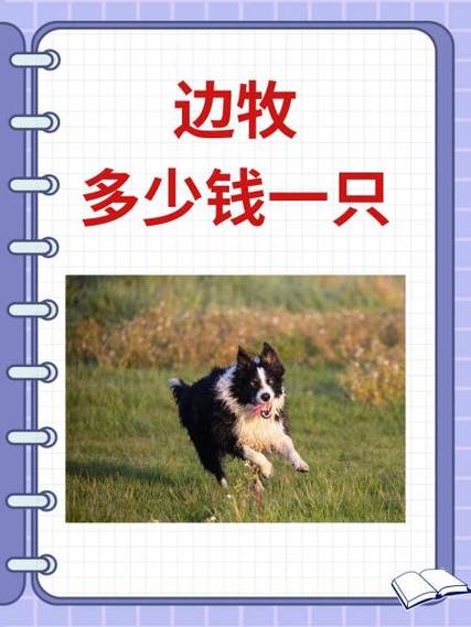 邊境牧羊犬多錢_邊境牧羊犬值錢嗎_邊境牧羊犬價錢