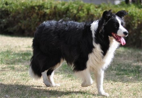 邊境牧羊犬的_邊境牧羊犬的作用_給我講講邊境牧羊犬
