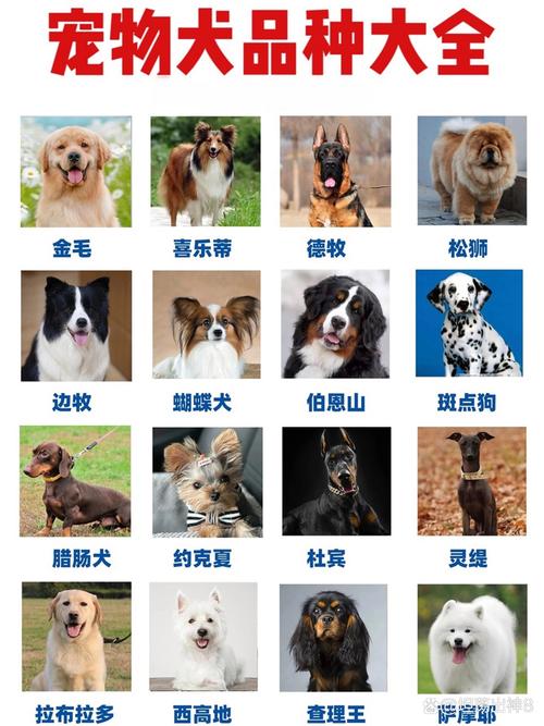 狗的品種_品種狗小型犬_品種狗有哪些