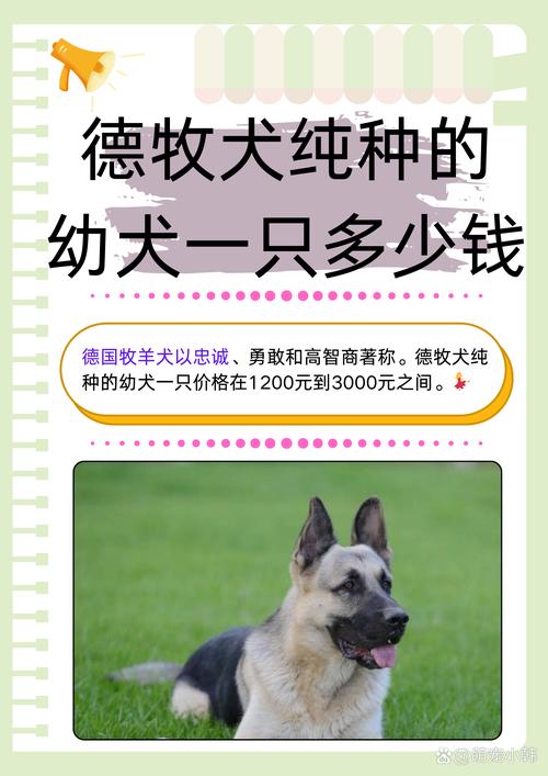 德牧幼犬_幼犬德牧圖片_幼犬德牧吃什么