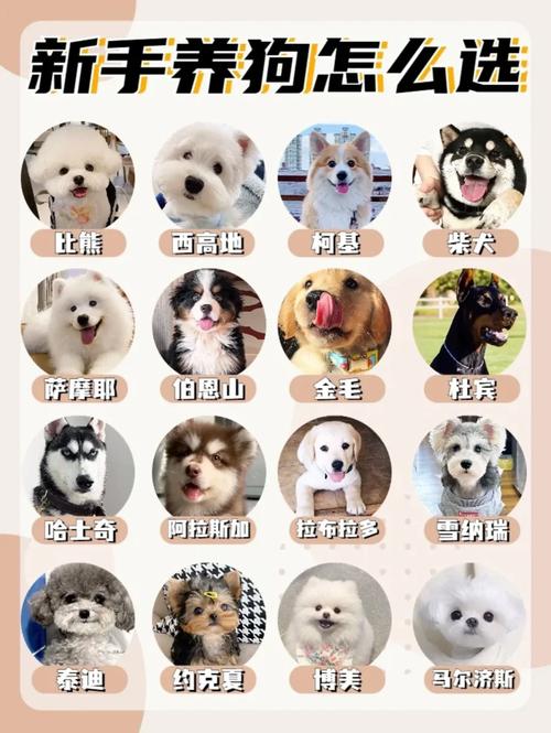 狗拉布拉多犬_拉布拉多犬多錢_拉布拉多犬幣