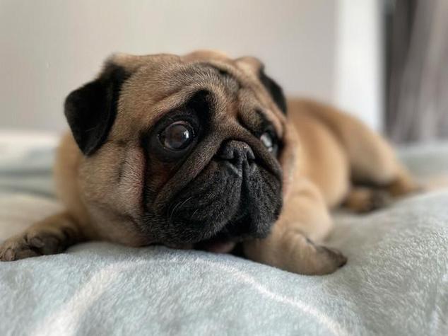 八哥犬圖片大全_八哥犬_小八哥犬圖片