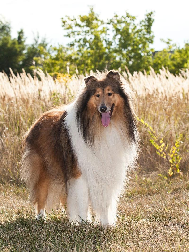 蘇格蘭牧羊犬_蘇格蘭牧羊犬優(yōu)點(diǎn)_蘇格蘭牧羊犬吧