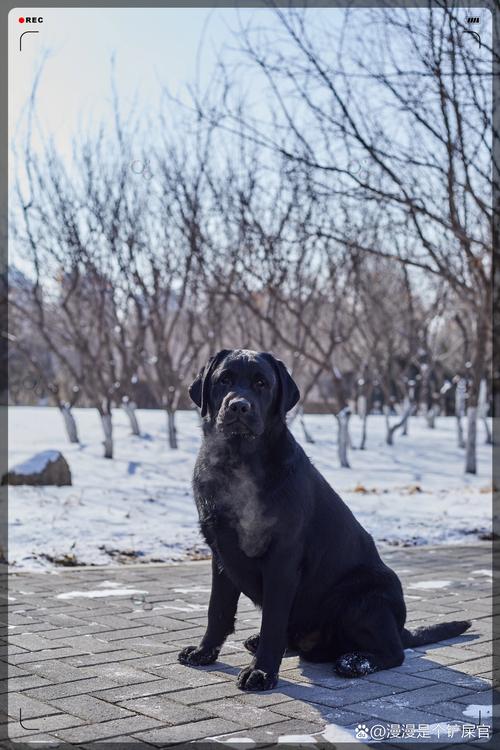犬拉布拉多犬_拉布拉多犬_導(dǎo)盲犬拉布拉多