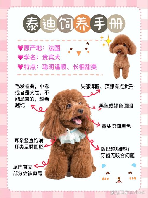 茶杯泰迪犬壽命一般有多久_茶杯泰迪好養(yǎng)活嗎_茶杯泰迪