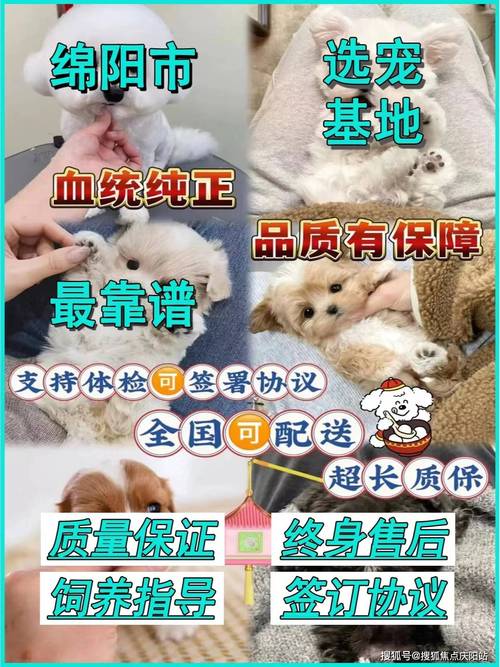 茶杯犬哪里有賣_專賣茶杯犬_茶杯狗在網(wǎng)上賣多少錢