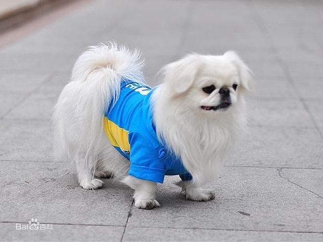 北京犬_北京金毛辦理服務(wù)犬證明_北京哪個(gè)犬舍杜高犬最好