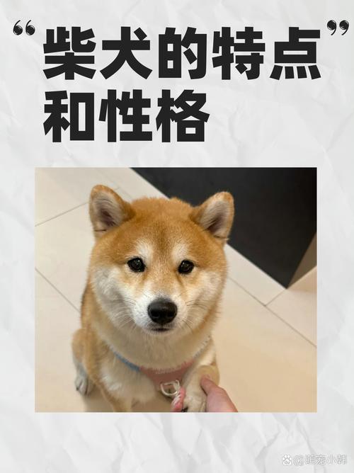 柴犬和秋田犬的區(qū)別_柴犬_柴犬的特點(diǎn)和性格