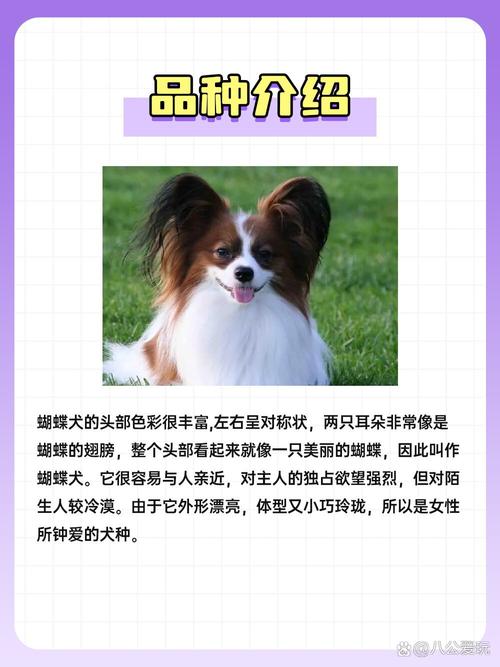 蝴蝶犬_蝴蝶犬圖片_蝴蝶犬多少錢一只