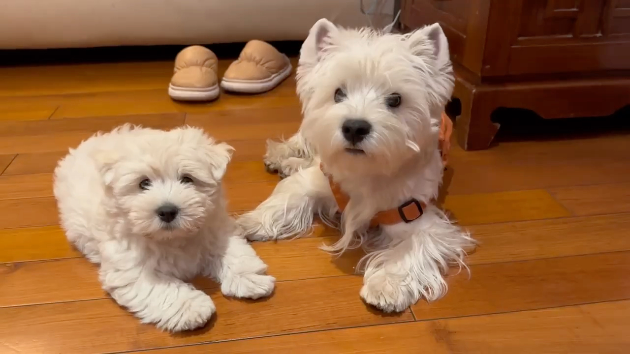 寵物犬西高地_西高地犬_名犬西高地
