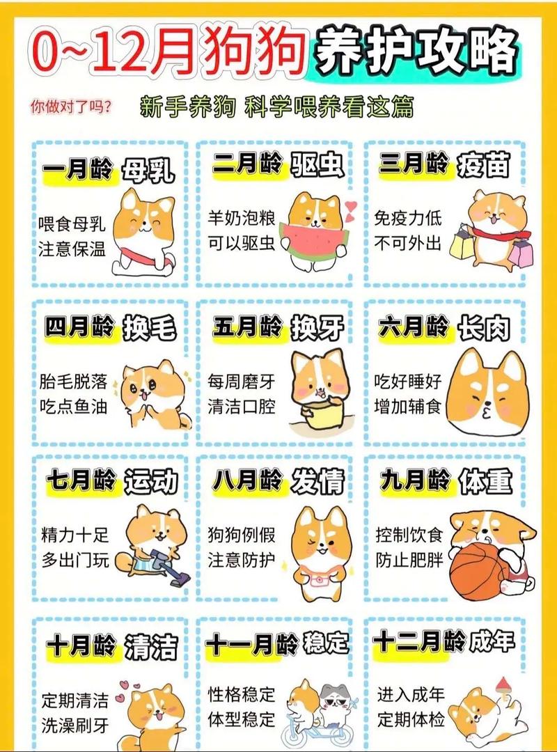拉布拉多幼犬_幼犬拉布拉多多少錢一只_幼犬拉布拉多如何喂養(yǎng)