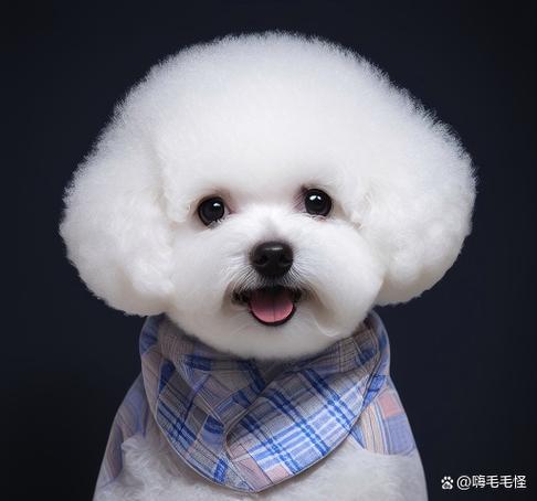 茶杯犬比熊_犬比熊的圖片_比熊犬