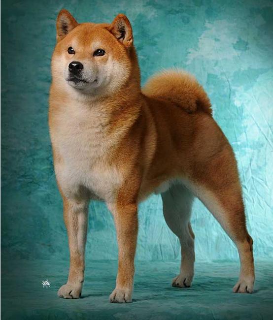 比利時(shí)犬牧羊犬的特征_比利時(shí)比利時(shí)牧羊犬_比利時(shí)牧羊犬