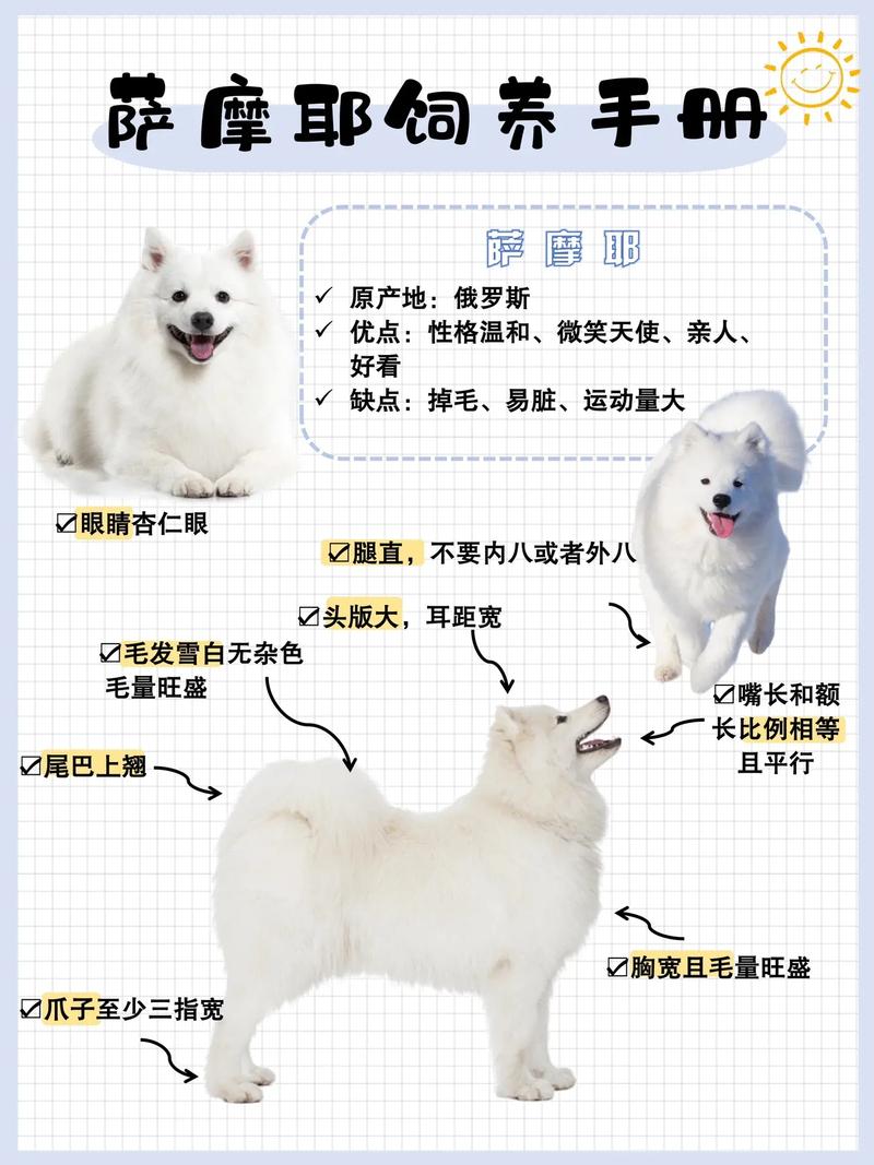 薩摩耶犬_白色大型犬薩摩耶_犬類薩摩耶