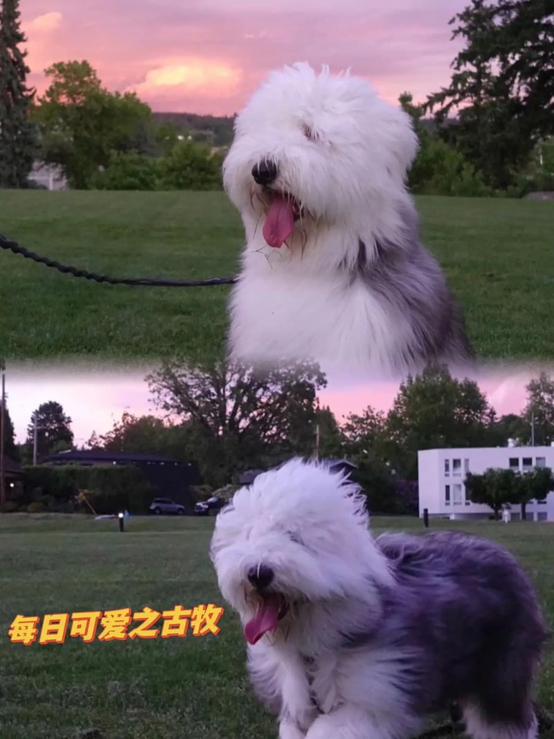 古代牧羊犬長什么樣_古代牧羊犬_古代牧羊犬牧羊視頻