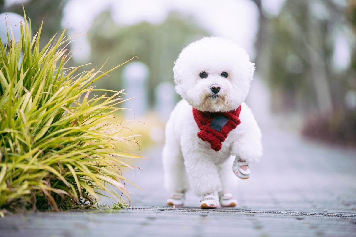 犬比熊芒果視頻_犬比熊多少錢一只_比熊犬